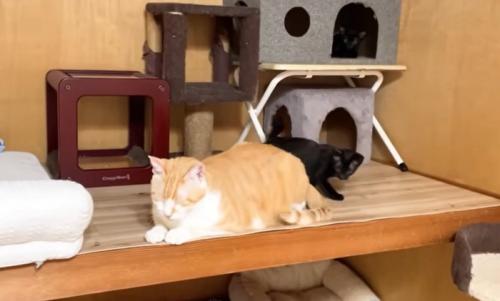 猫の様子