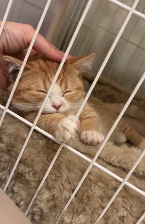 ケージの中で頭をなでられている子猫