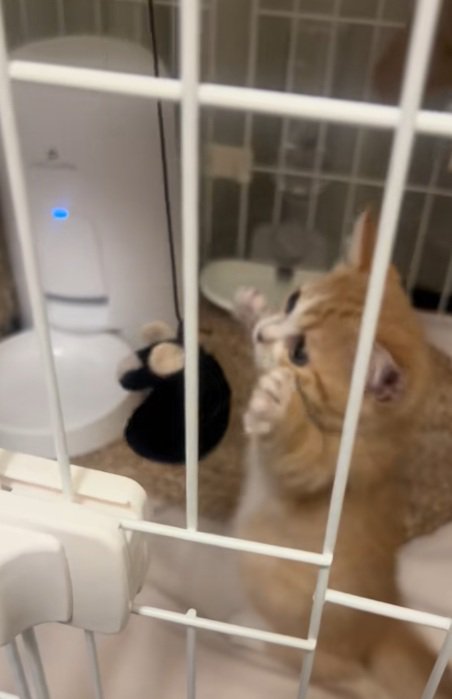 ケージの中でおもちゃにパンチする子猫