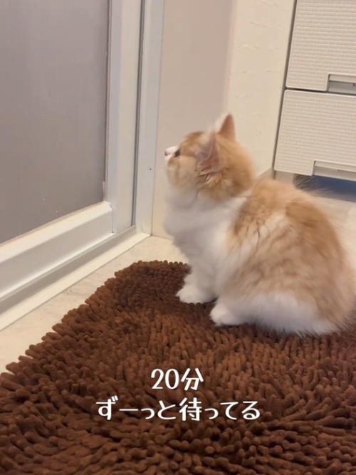 ドアを見上げる子猫