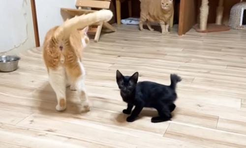 猫の様子