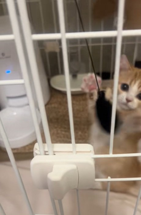 ケージの中で正面を向いておもちゃにパンチする子猫