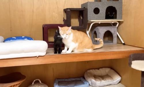 猫の様子