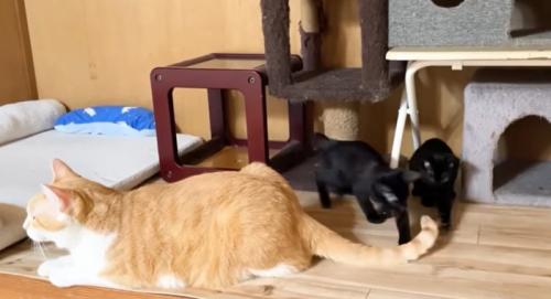 猫の様子