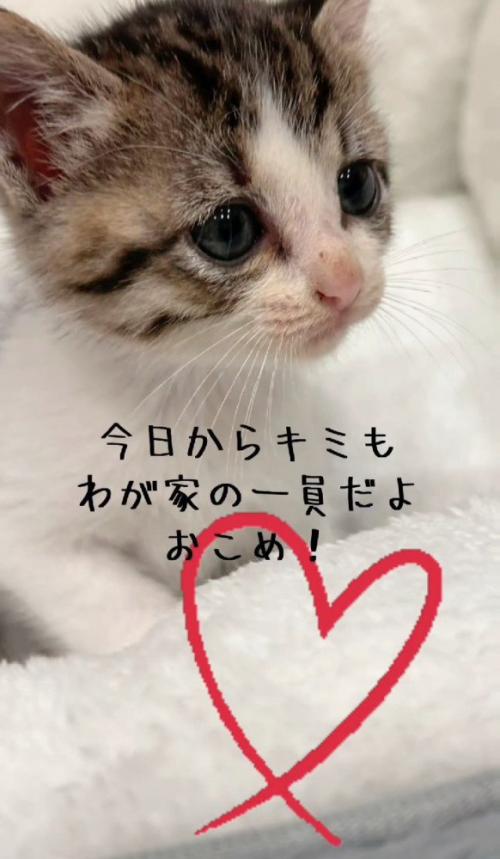 子猫の横顔