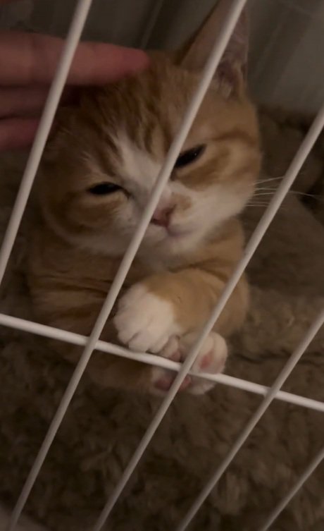 ケージの中で頭をなでられて目を細める子猫