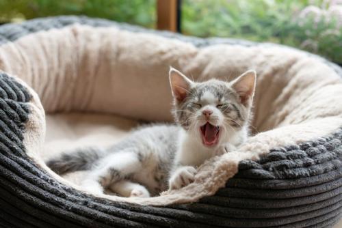 窓際の猫ベッドであくびをする子猫