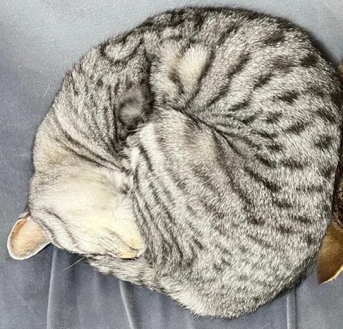 サバトラちゃん