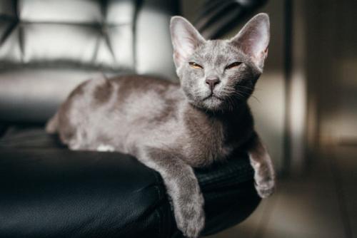 猫の上半身アップ