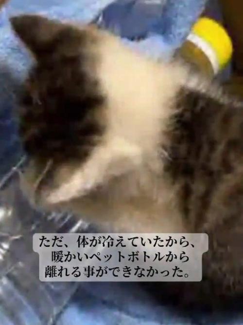 ペットボトルにくっつく子猫の背中