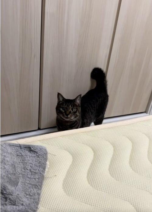 人を見ている猫