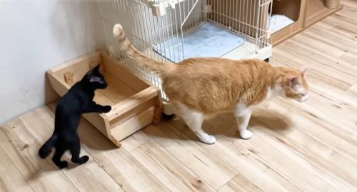 猫の様子
