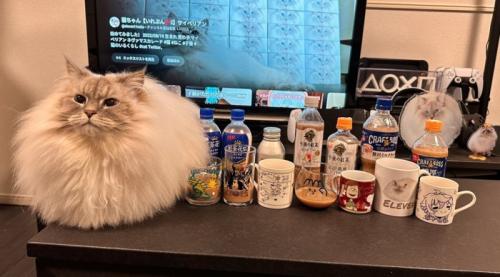 ミルクティーの隣に並ぶ猫