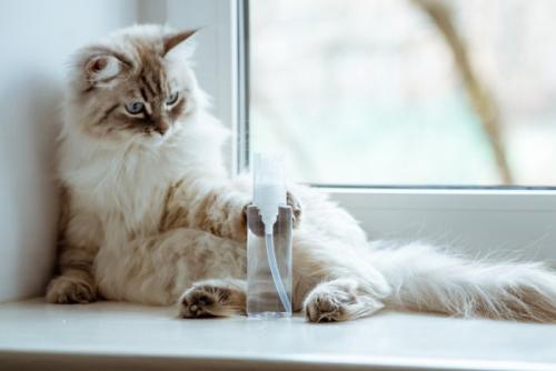 液体の入ったボトルを触る猫