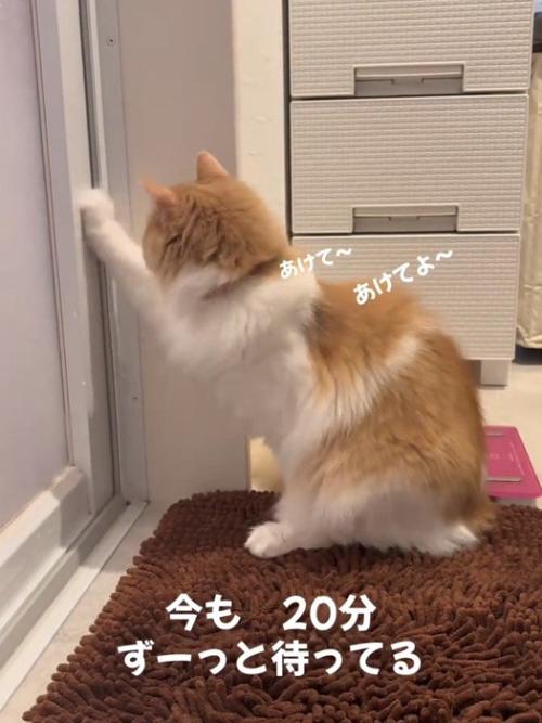 ドアに前足を伸ばす猫