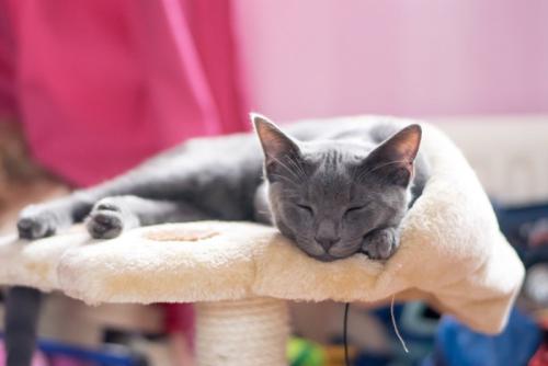 ソファの上で目を細める猫