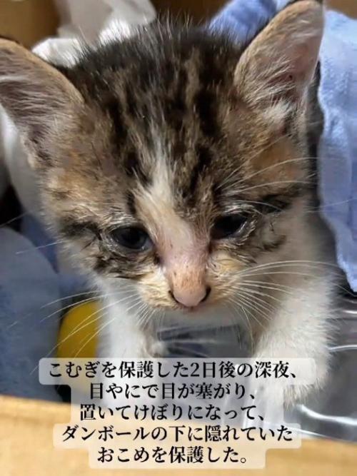 目の周りが濡れている子猫