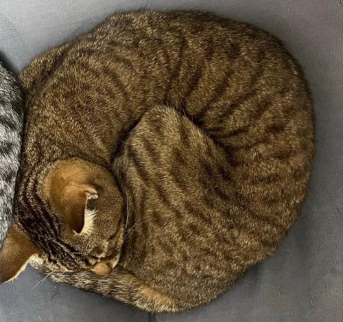 キジトラちゃん