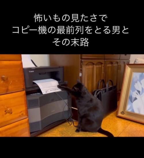 用紙を触る猫