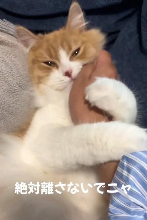 人の腕に抱きつく猫