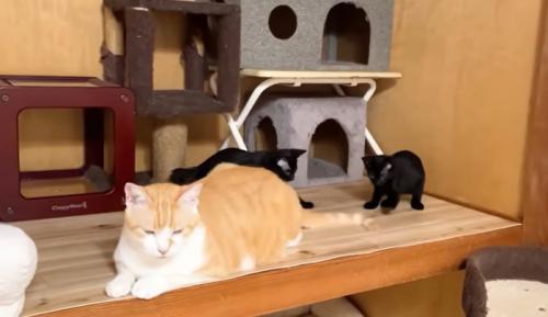 猫の様子
