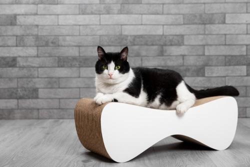 爪とぎ家具にのる猫