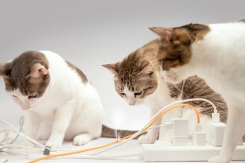 電気コードを見つめる猫