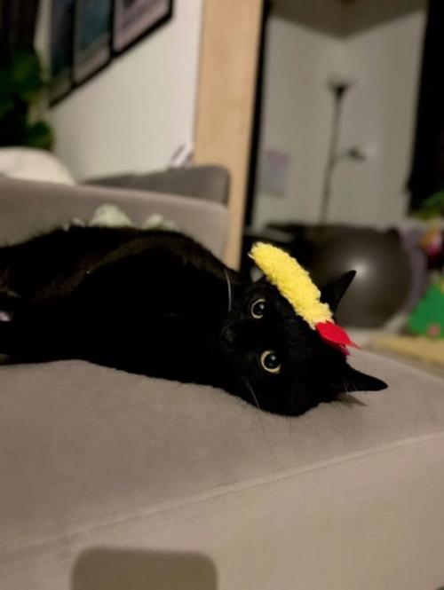 エビ天を乗せた猫