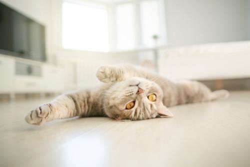 リビングであおむけになる猫