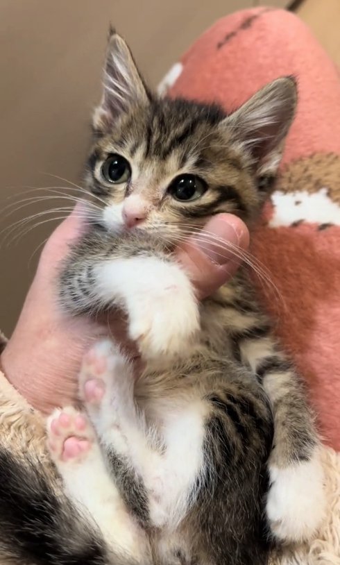 膝の上で抱っこされている子猫