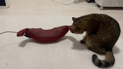 マッサージ機の匂いをかぐ猫