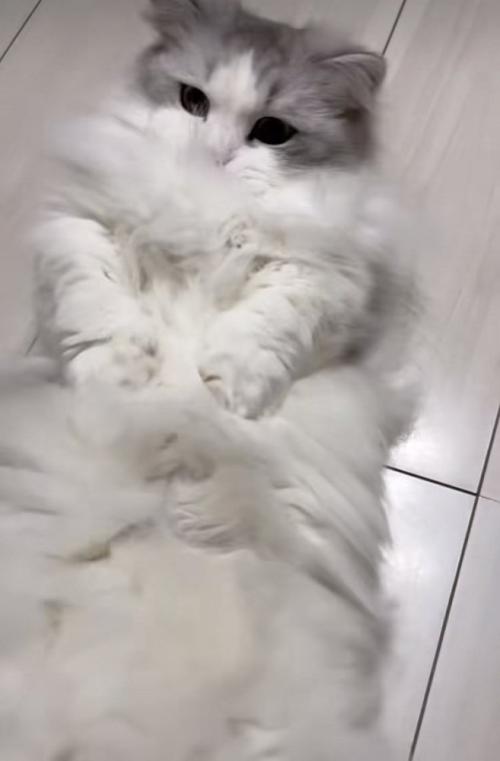 床に仰向けに寝て体をくねらせるミヌエット