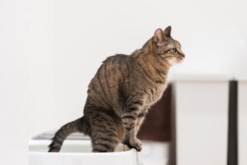 トイレに入る猫