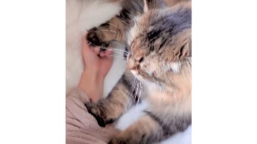 室内にいる猫