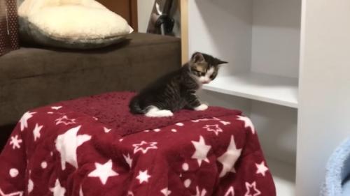 赤い星柄毛布に乗る子猫（振り向きスタイル）