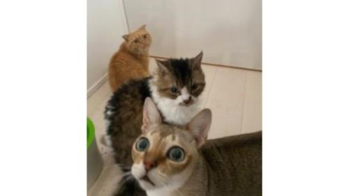 室内にいる猫たち