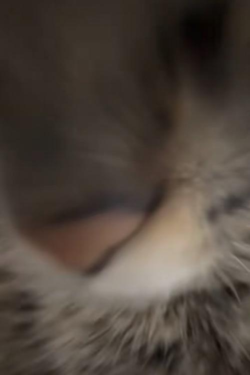 猫の口元アップ