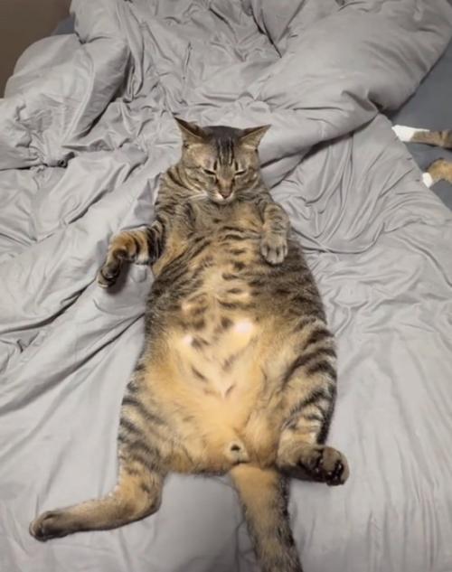 仰向けでくつろぐ猫2