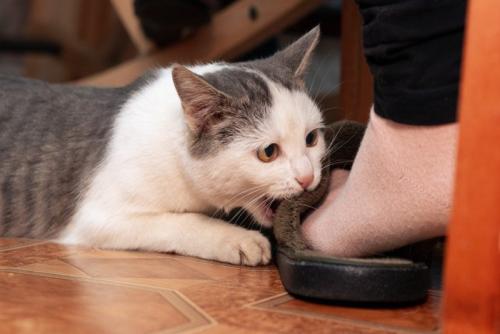 スリッパを噛む猫