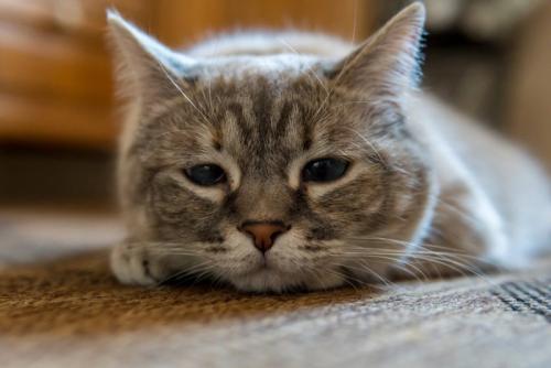 ショボンとする猫