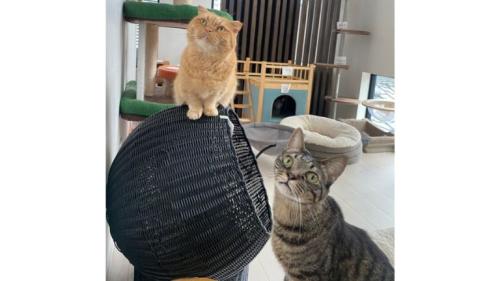 室内にいる猫たち