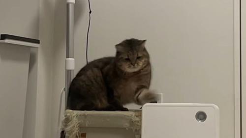 左手を伸ばしてヒーターに猫パンチ