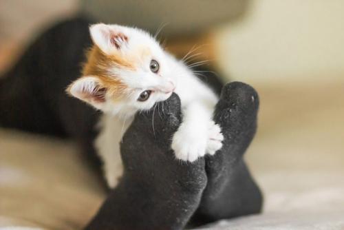 足をかじる子猫