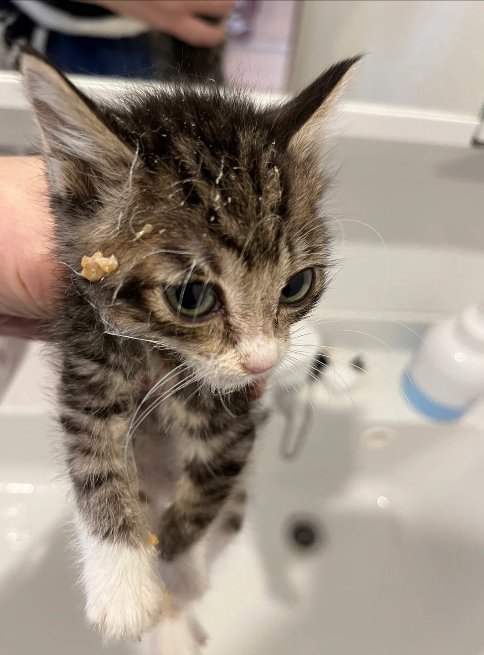 洗面台の上で掴まれて呆然としている子猫