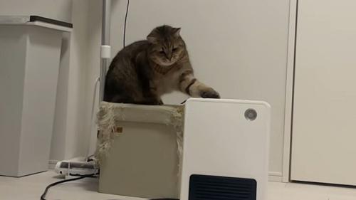 首をかしげて左手で猫パンチ