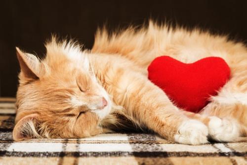 ハートを抱えた猫