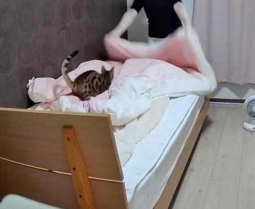 飼い主が布団を広げるのを待つ猫