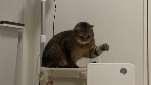 ヒーターを見つめ左手をあげる猫