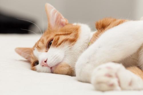 横になる猫