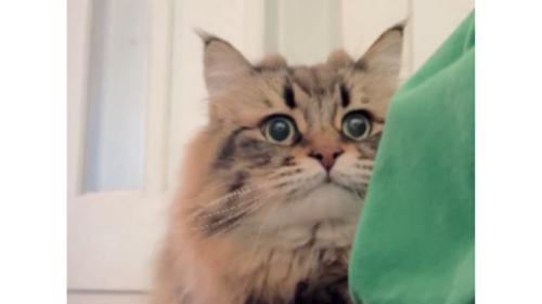室内にいる猫